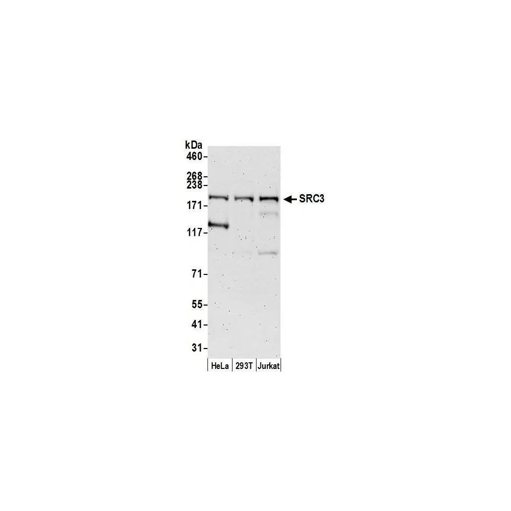 Rabbit anti-SRC3 Antibody, Affinity Purified