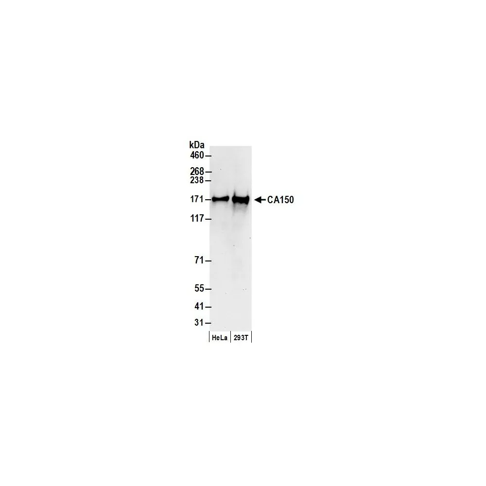 Rabbit anti-CA150 Antibody, Affinity Purified