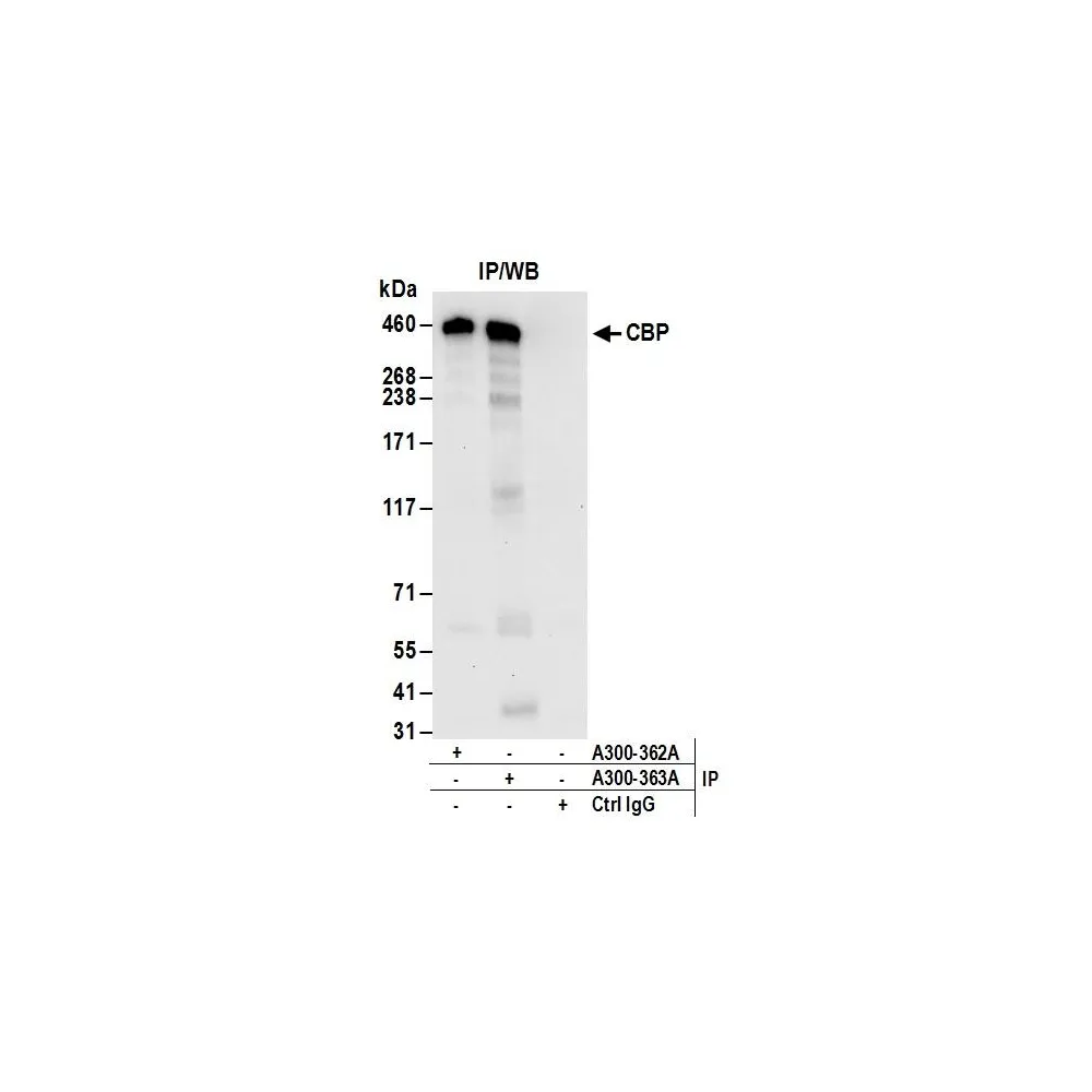 Rabbit anti-CBP Antibody, Affinity Purified