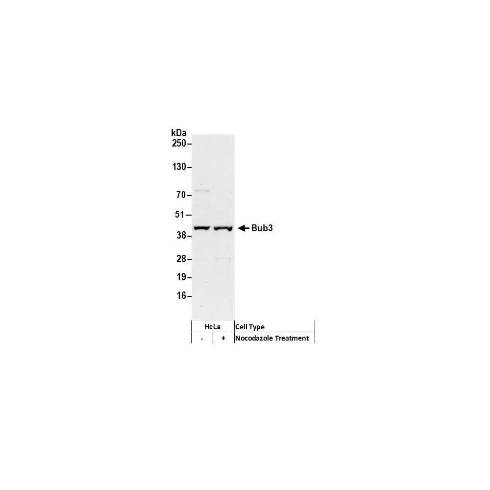 Rabbit anti-Bub3 Antibody, Affinity Purified
