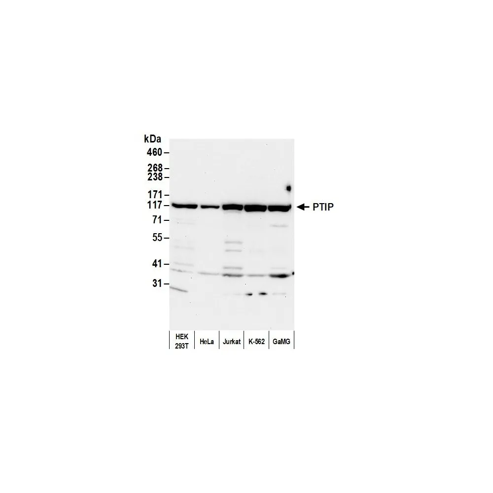 Rabbit anti-PTIP Antibody, Affinity Purified