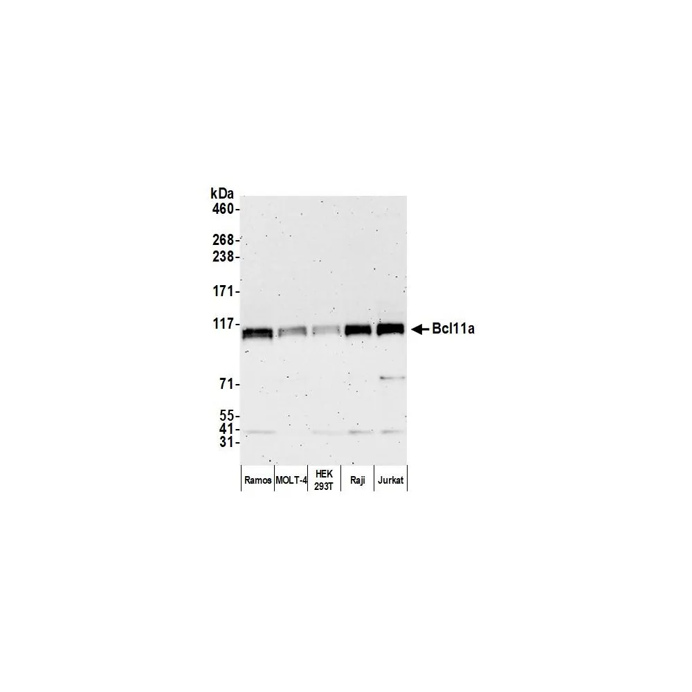 Rabbit anti-Bcl11a Antibody, Affinity Purified