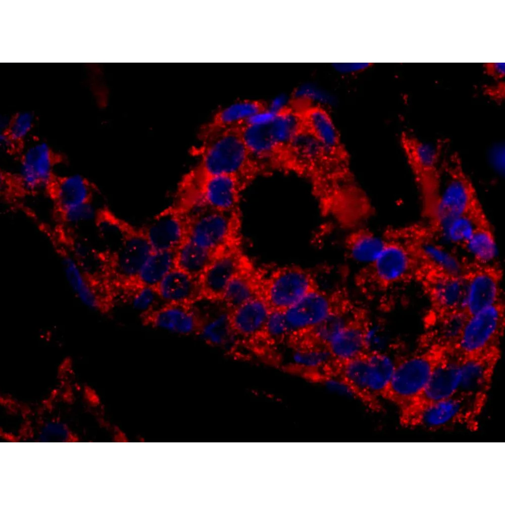 Rabbit anti-SNX1 Antibody, Affinity Purified