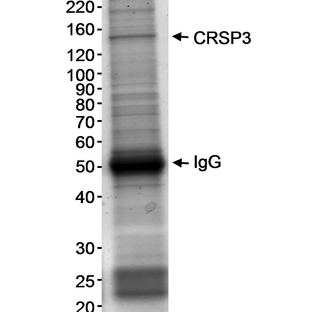 Rabbit anti-CRSP3 Antibody, Affinity Purified