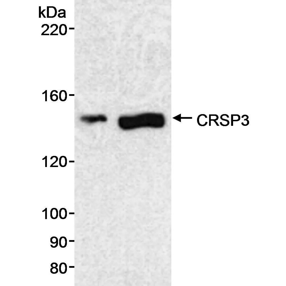 Rabbit anti-CRSP3 Antibody, Affinity Purified