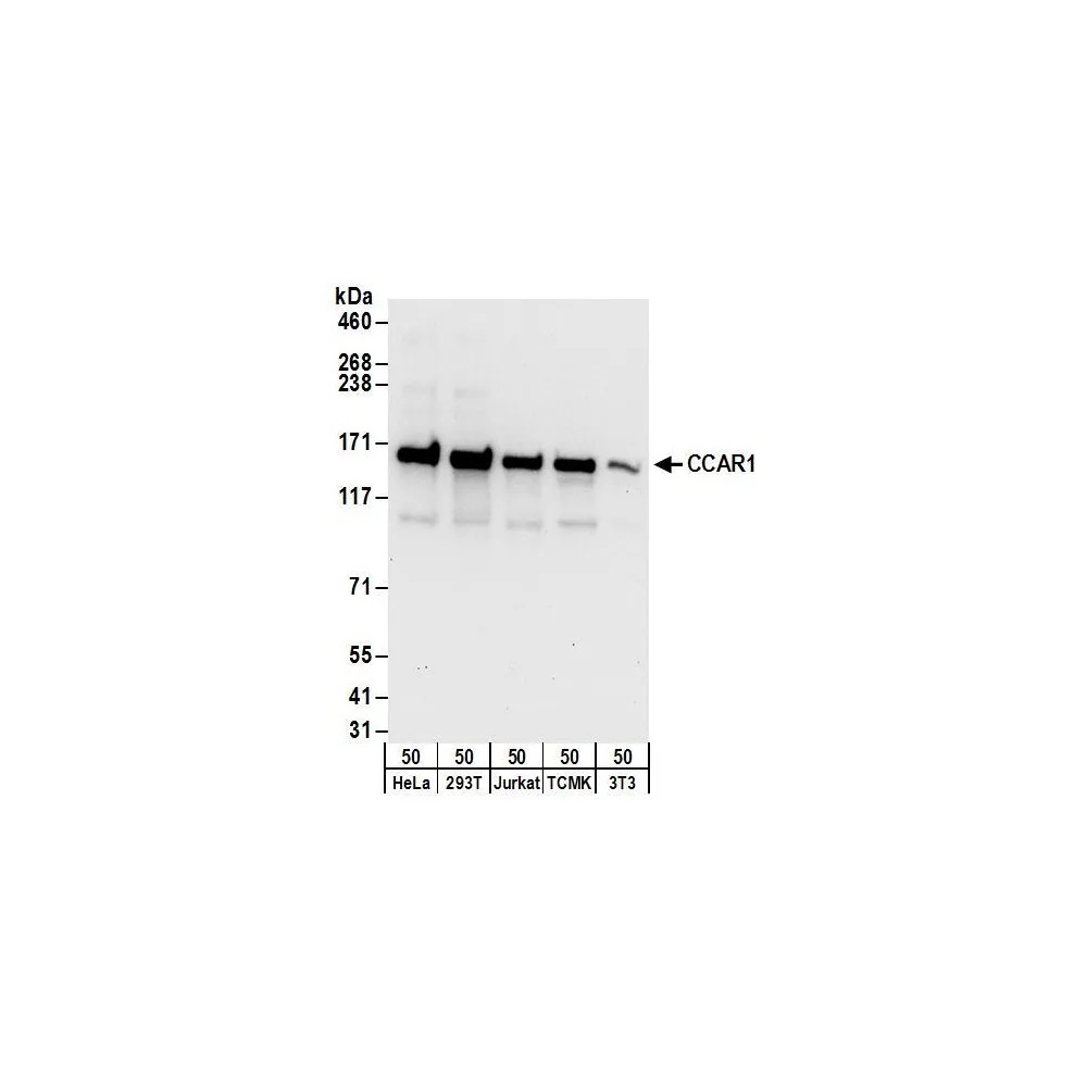 Rabbit anti-CCAR1 Antibody, Affinity Purified