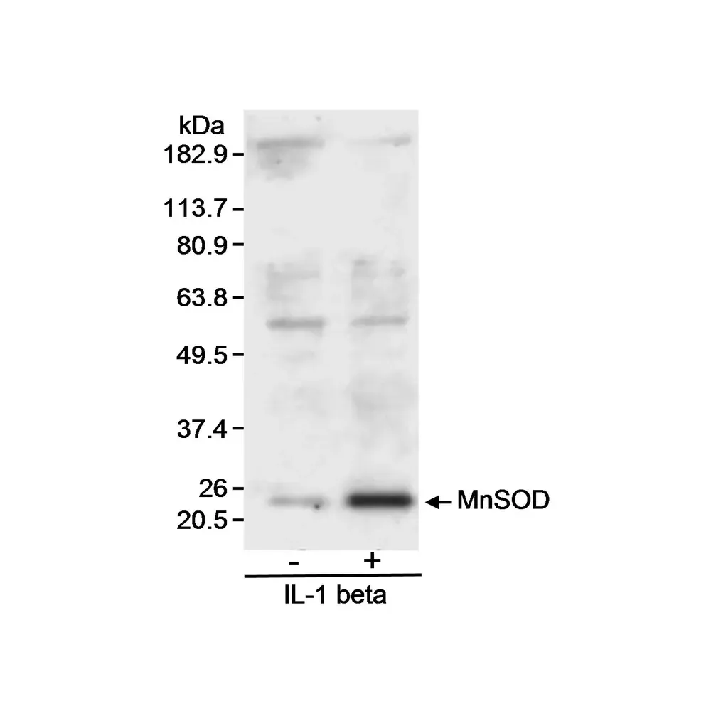 Goat anti-MnSOD Antibody, Affinity Purified