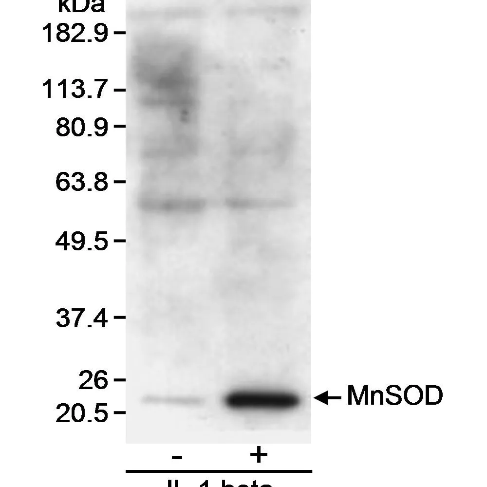 Goat anti-MnSOD Antibody, Affinity Purified