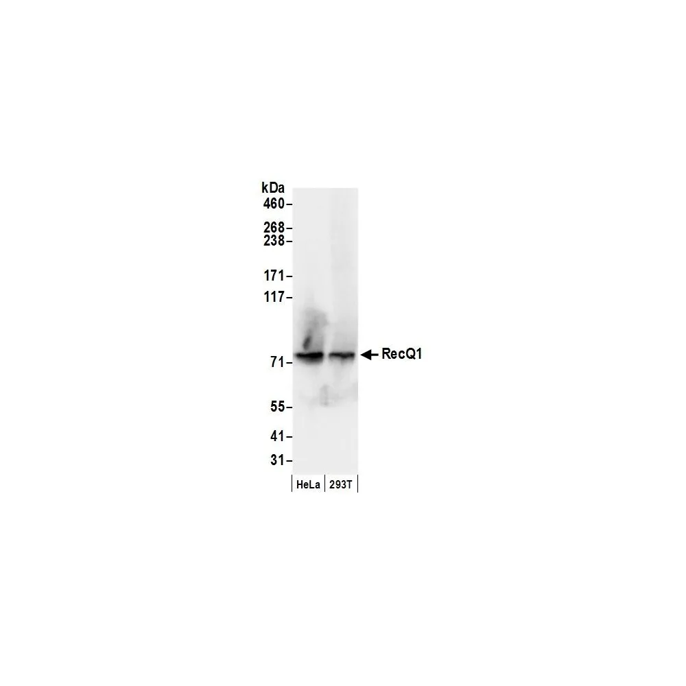 Rabbit anti-RecQ1 Antibody, Affinity Purified