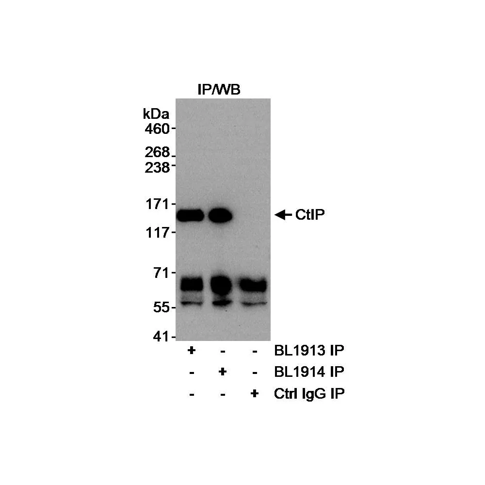 Rabbit anti-CtIP Antibody, Affinity Purified