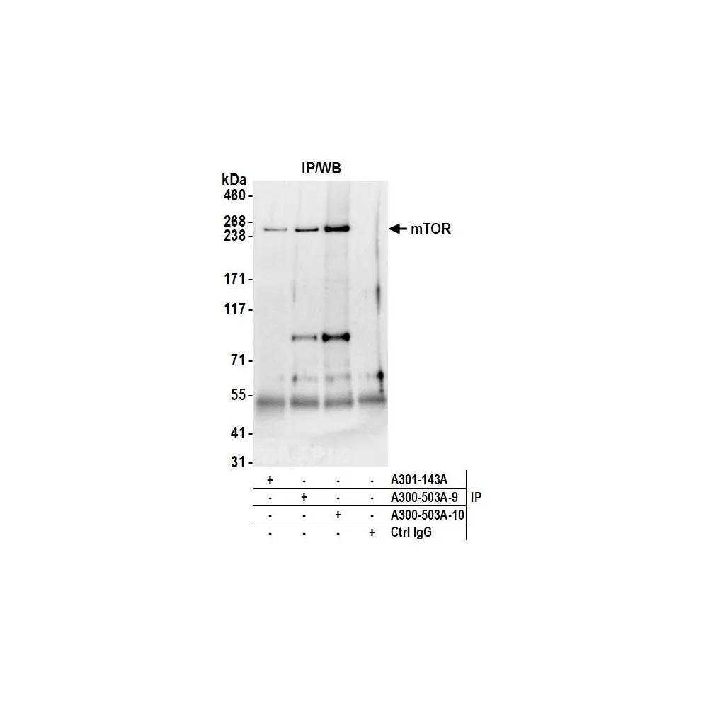 Rabbit anti-mTOR Antibody, Affinity Purified