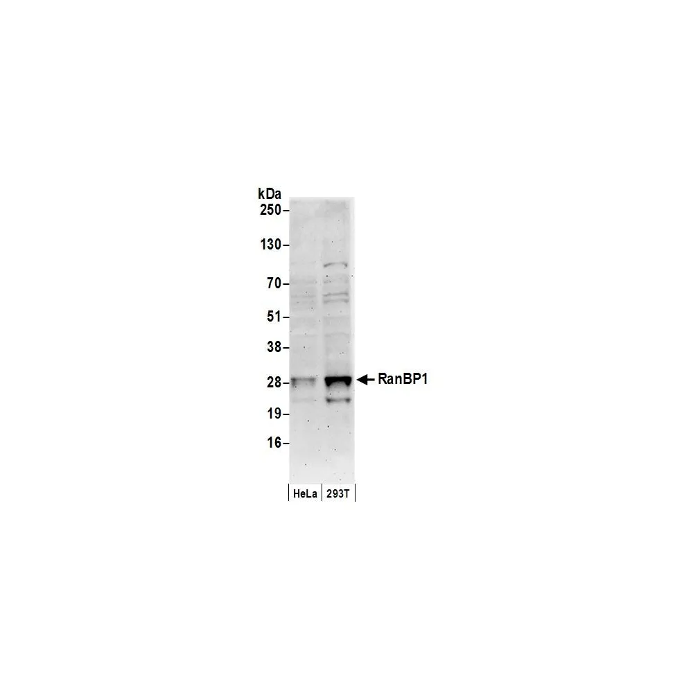 Rabbit anti-RanBP1 Antibody, Affinity Purified