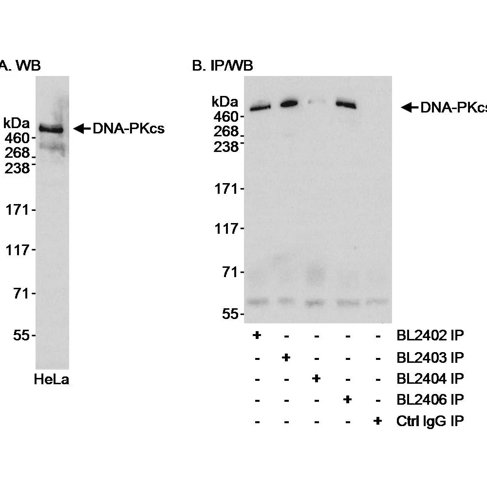 Rabbit anti-DNA-PKcs Antibody, Affinity Purified