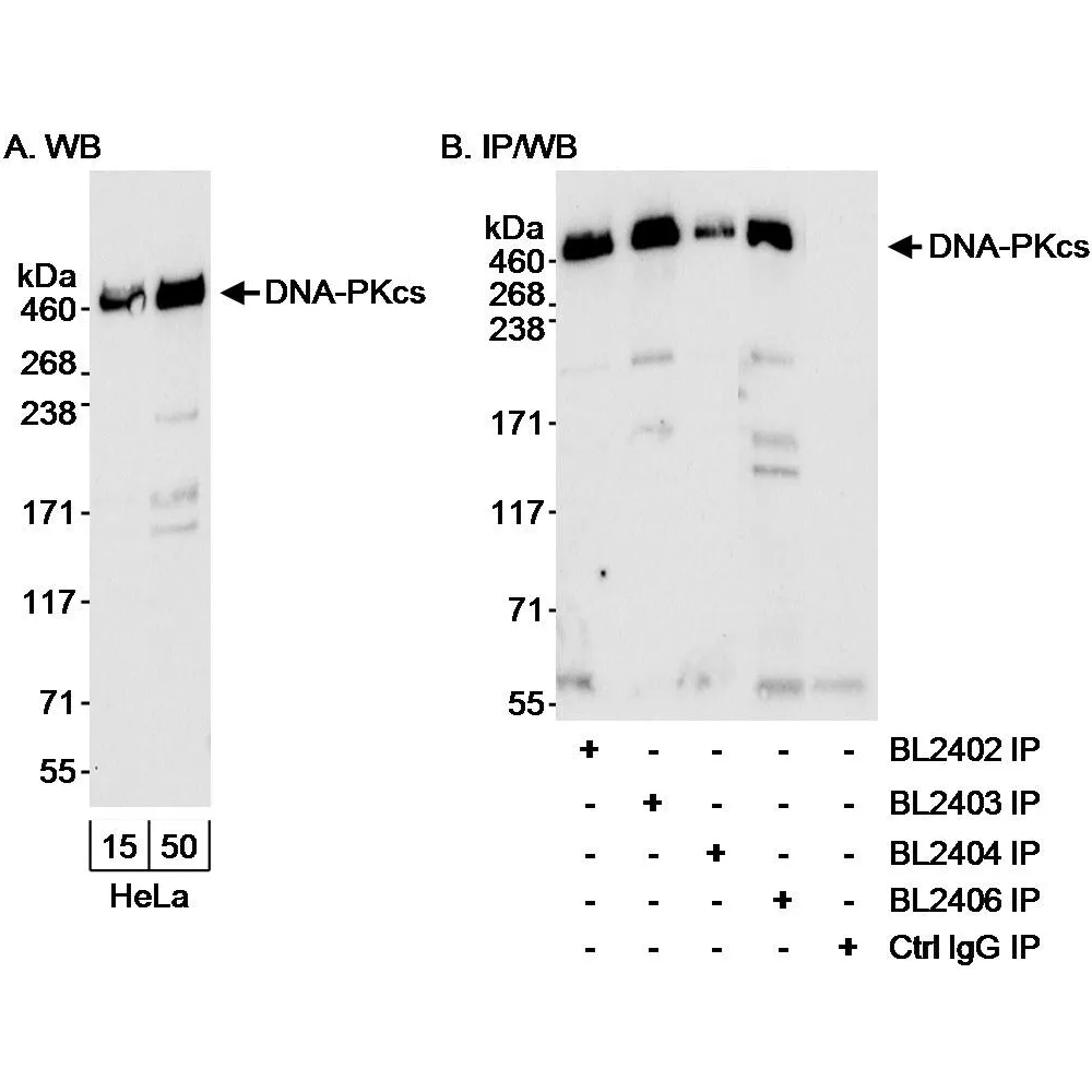 Rabbit anti-DNA-PKcs Antibody, Affinity Purified
