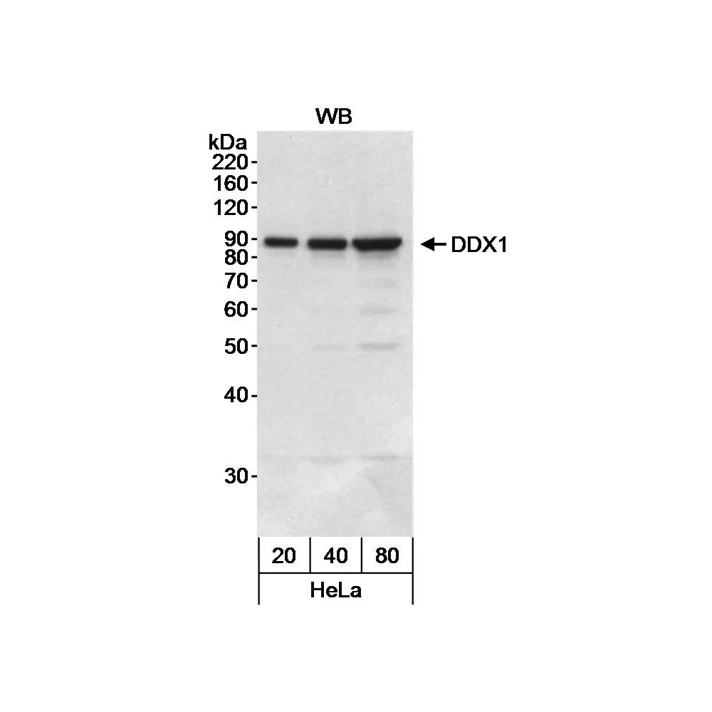 Rabbit anti-DDX1 Antibody, Affinity Purified