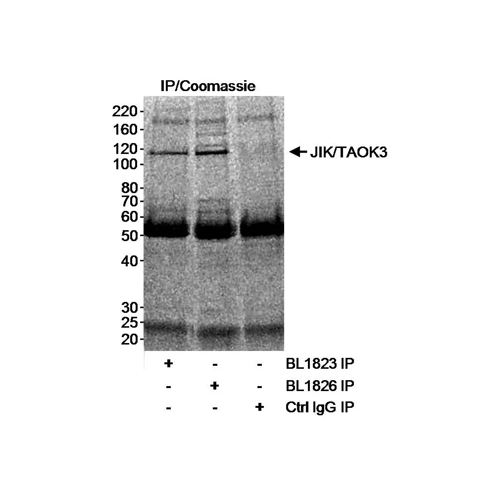 Rabbit anti-JIK/TAOK3 Antibody, Affinity Purified