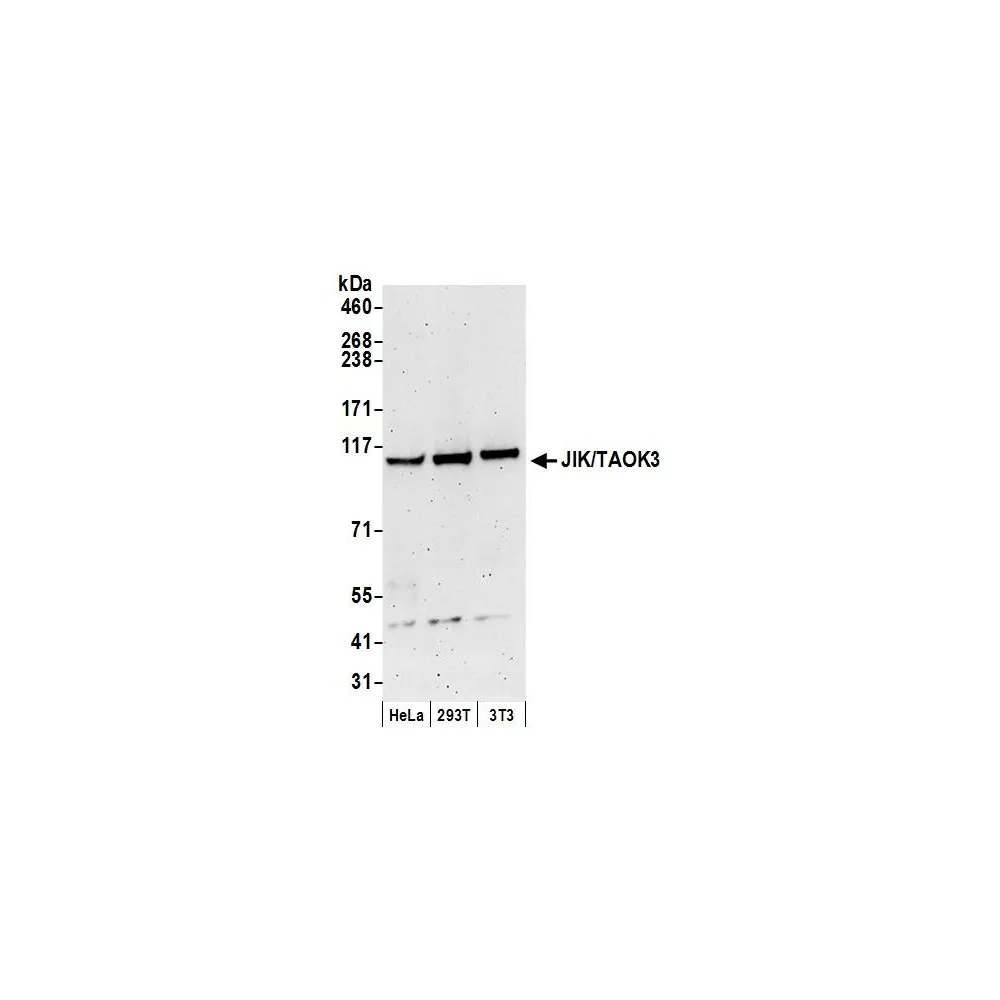 Rabbit anti-JIK/TAOK3 Antibody, Affinity Purified