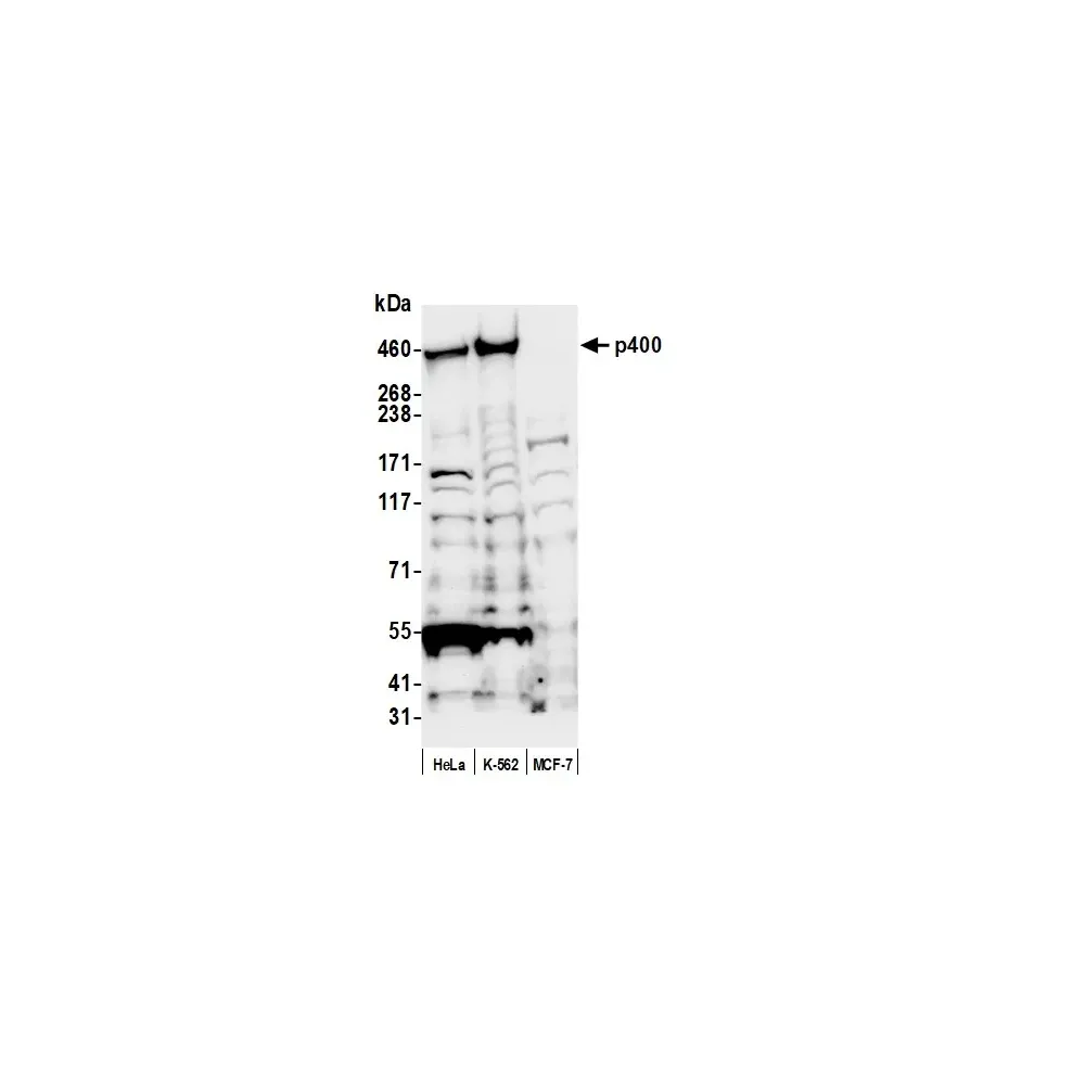 Rabbit anti-p400 Antibody, Affinity Purified