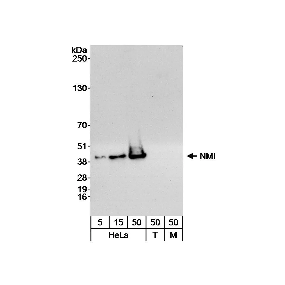 Rabbit anti-NMI Antibody, Affinity Purified