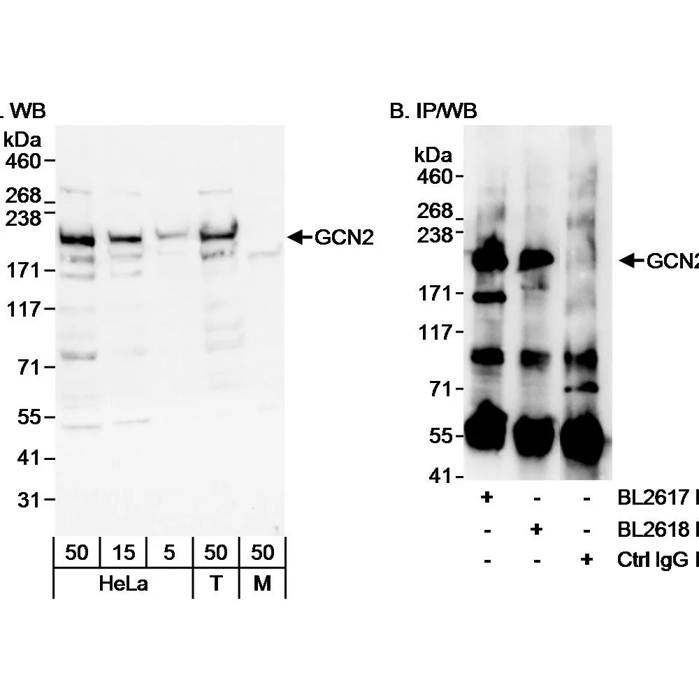 Rabbit anti-GCN2 Antibody, Affinity Purified