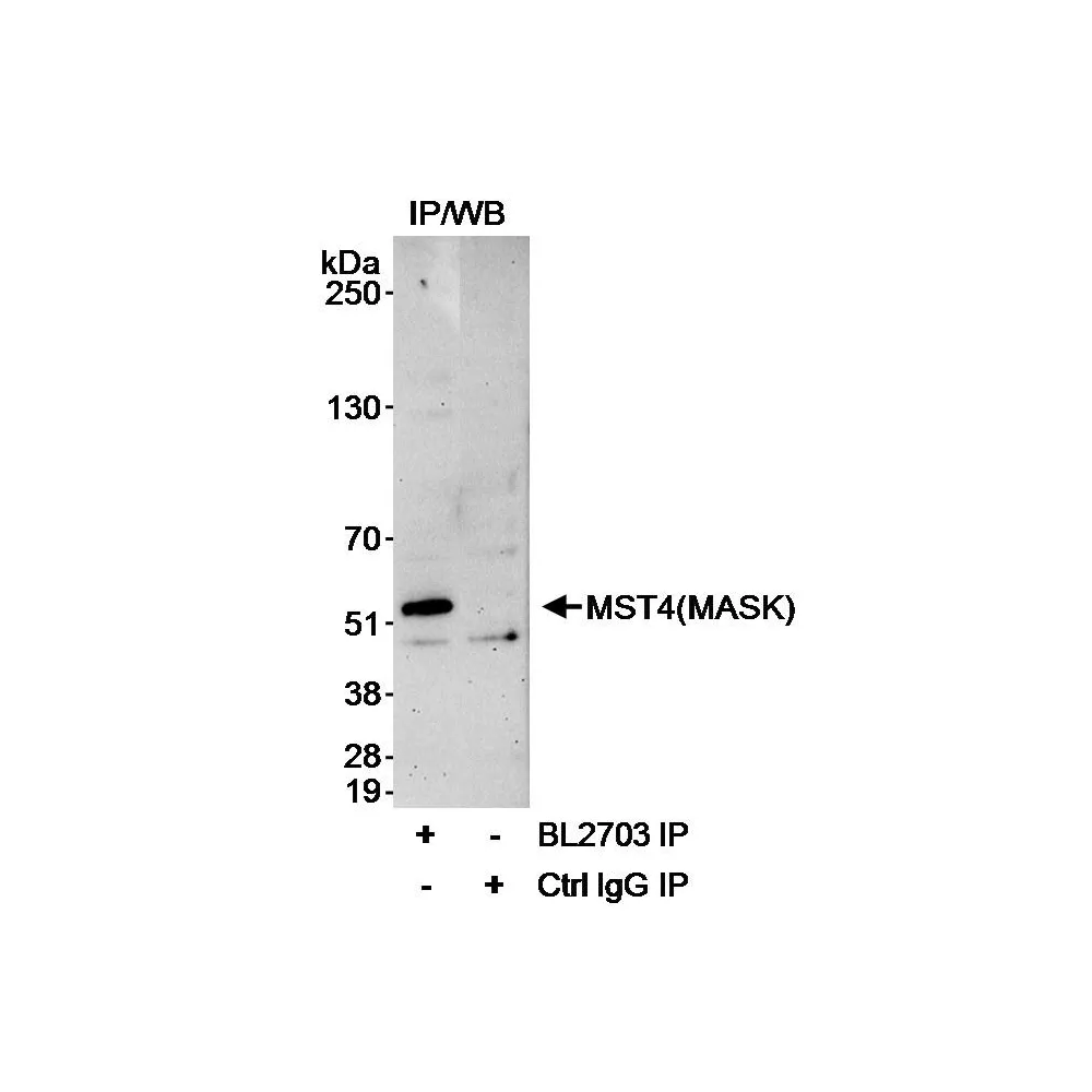Rabbit anti-MST4/MASK Antibody, Affinity Purified