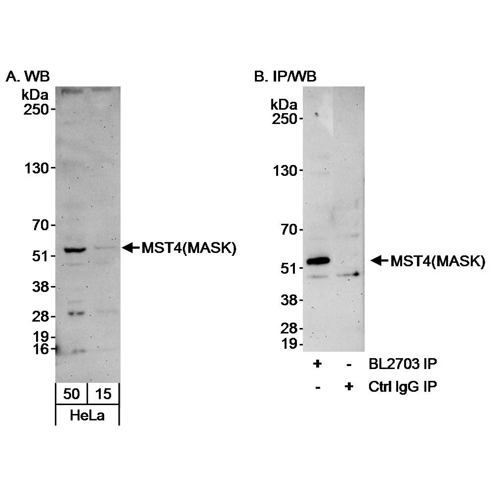 Rabbit anti-MST4/MASK Antibody, Affinity Purified