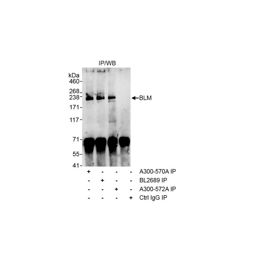 Rabbit antiM Antibody, Affinity Purified