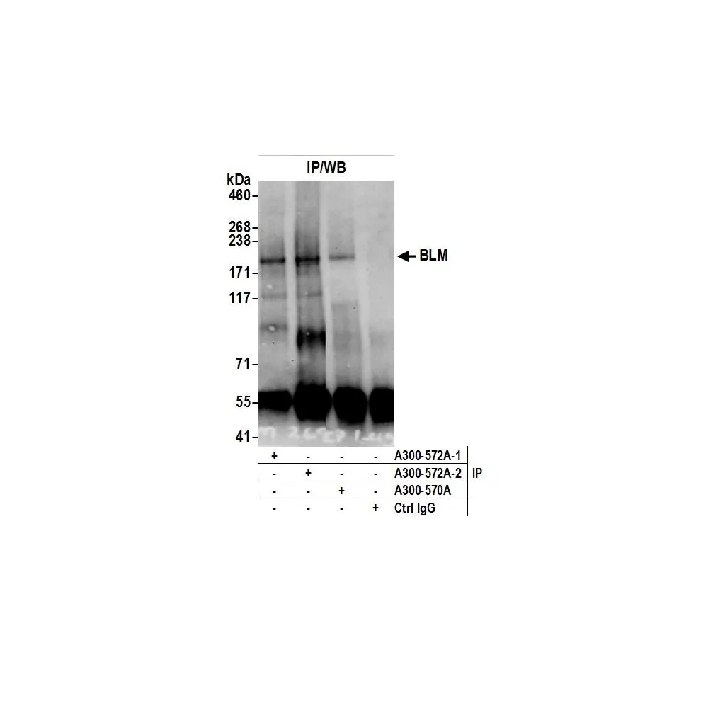 Rabbit antiM Antibody, Affinity Purified
