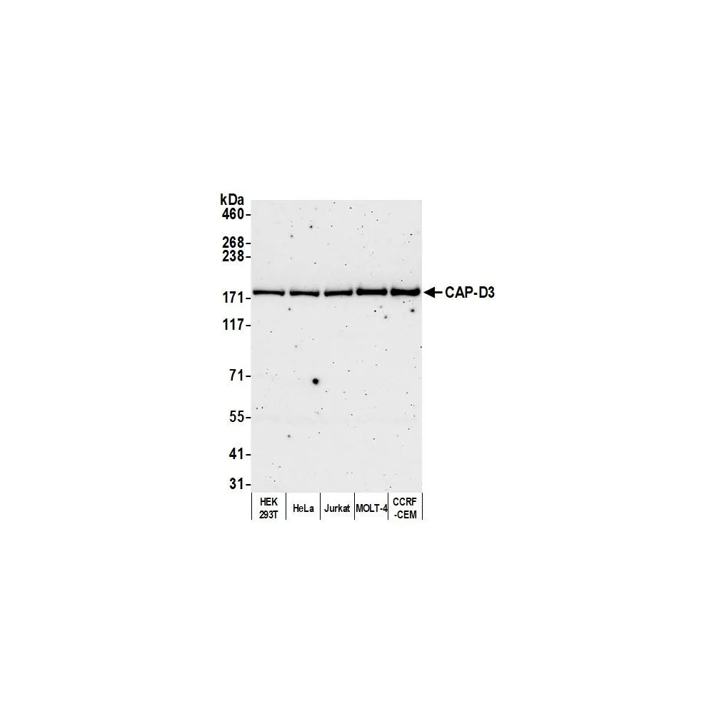 Rabbit anti-CAP-D3 Antibody, Affinity Purified