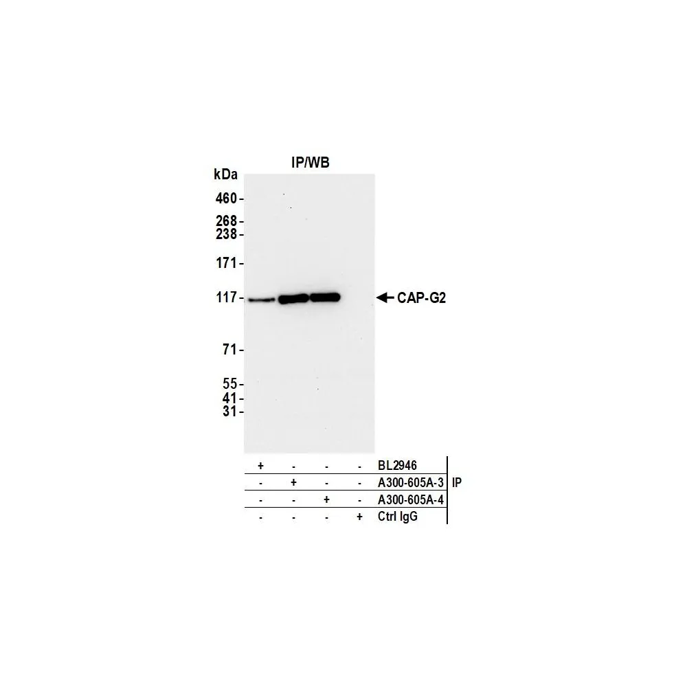 Rabbit anti-CAP-G2 Antibody, Affinity Purified