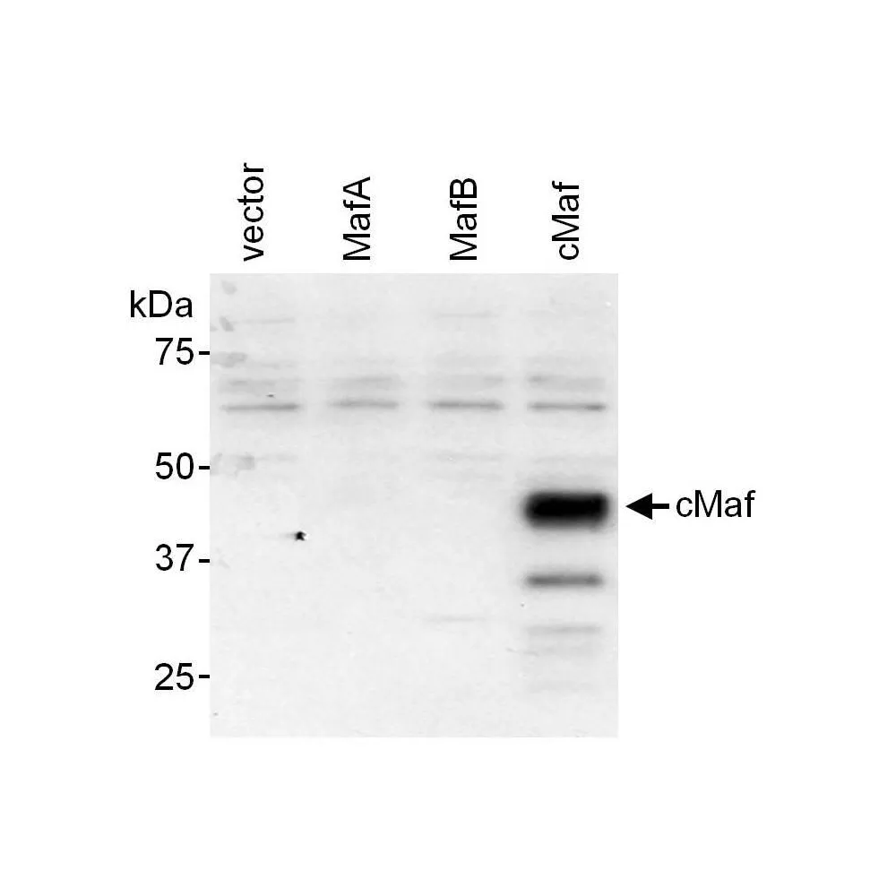 Rabbit anti-c-Maf Antibody, Affinity Purified