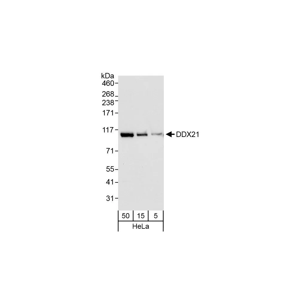 Rabbit anti-DDX21 Antibody, Affinity Purified