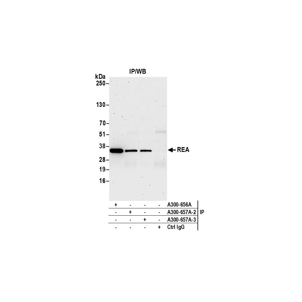 Rabbit anti-REA Antibody, Affinity Purified