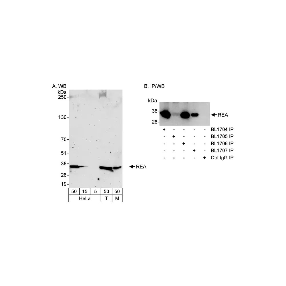 Rabbit anti-REA Antibody, Affinity Purified