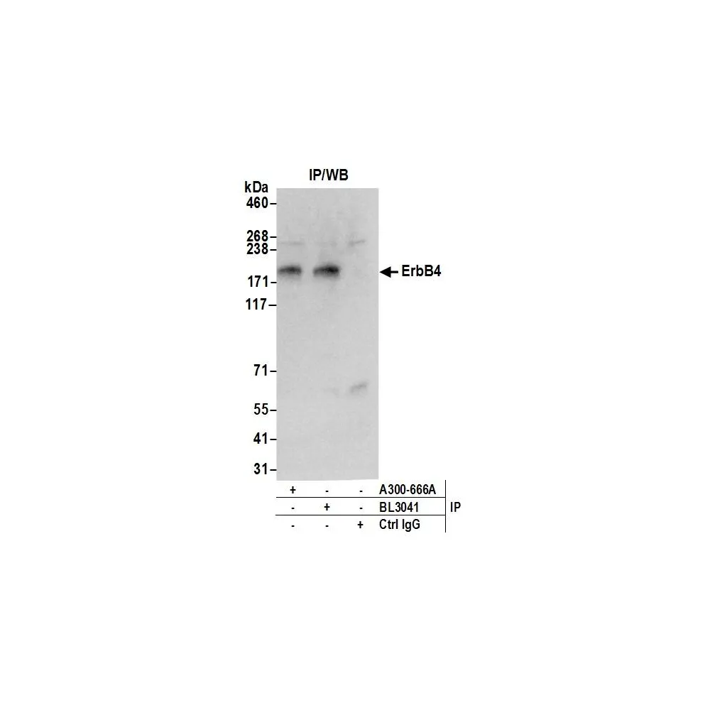 Rabbit anti-ErbB4 Antibody, Affinity Purified