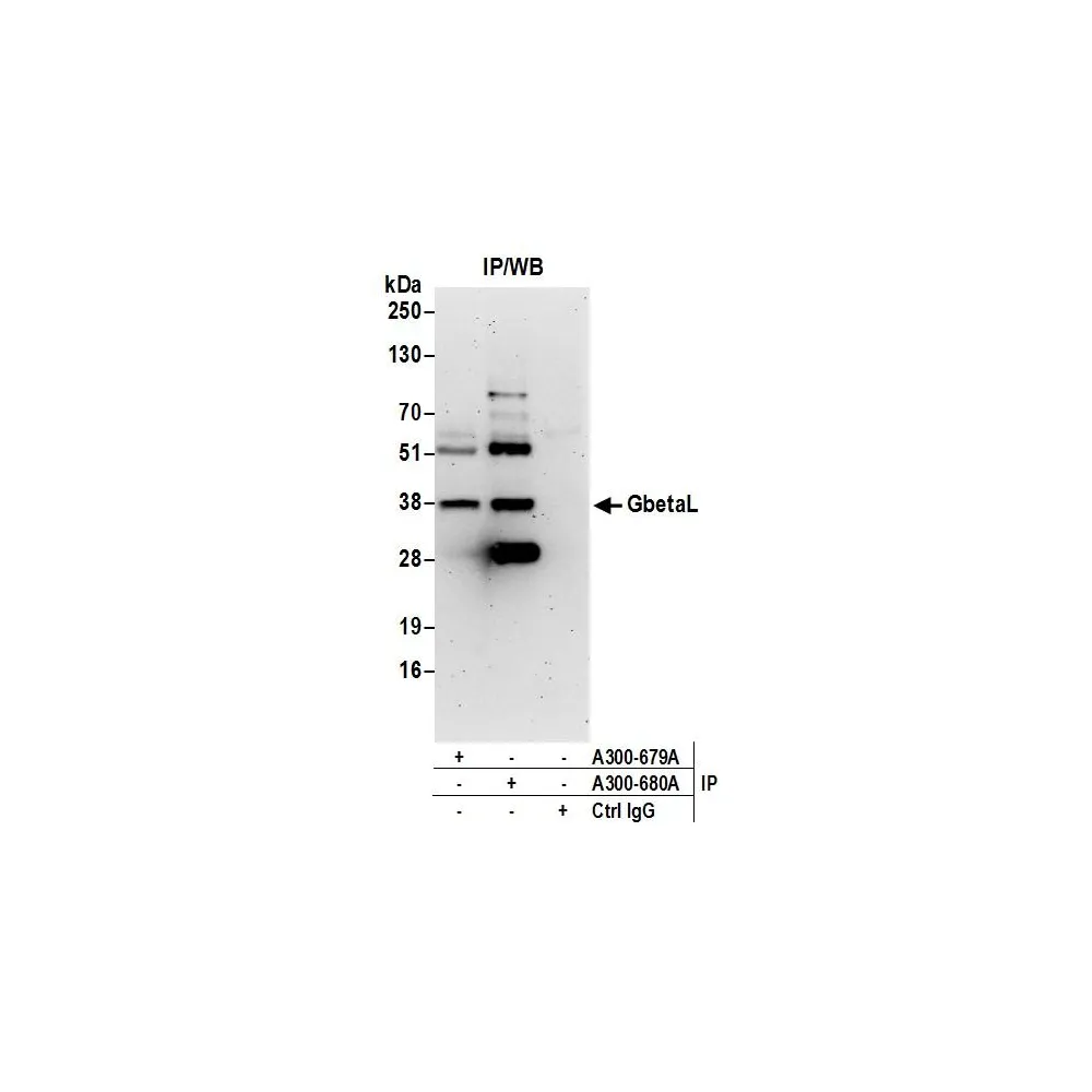 Rabbit anti-GbetaL Antibody, Affinity Purified