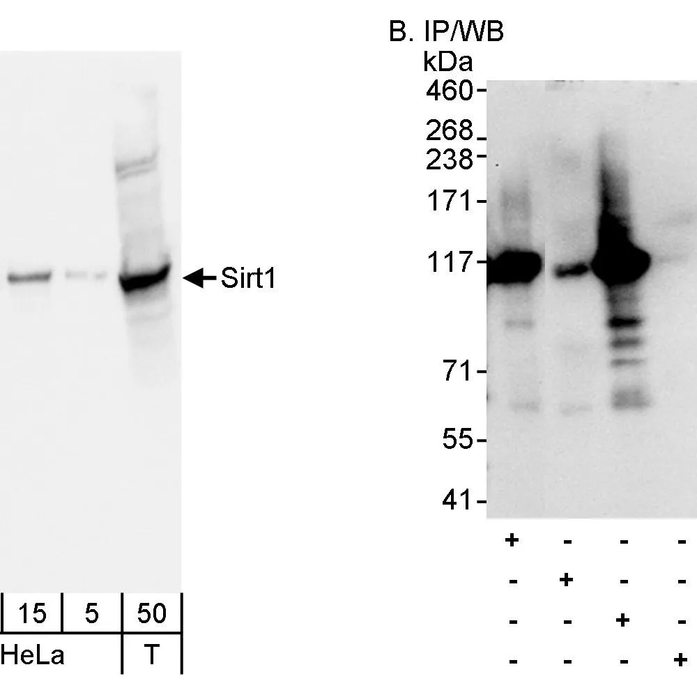 Rabbit anti-Sirt1 Antibody, Affinity Purified