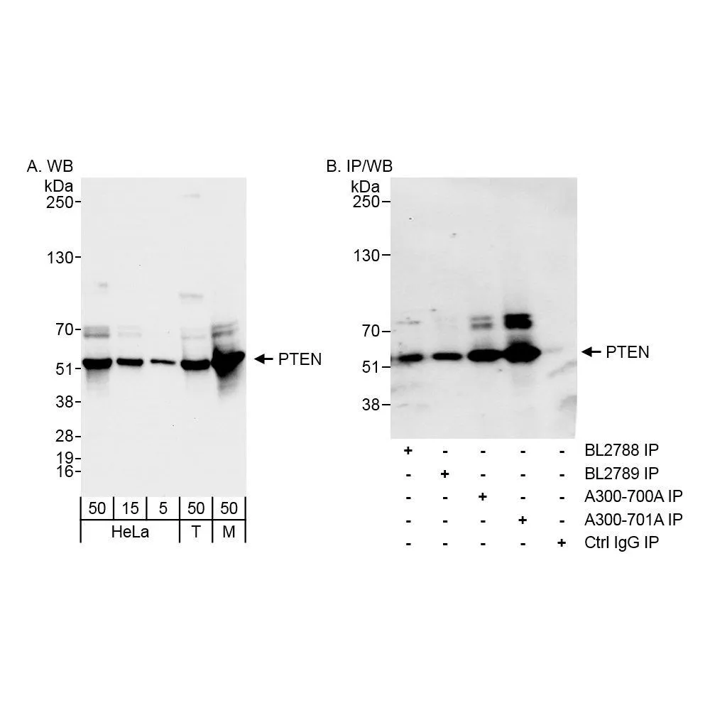 Rabbit anti-PTEN Antibody, Affinity Purified