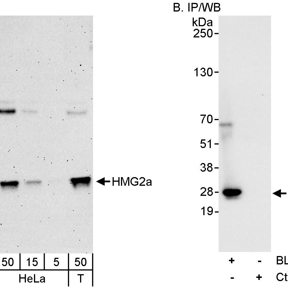 Rabbit anti-HMG2a Antibody, Affinity Purified