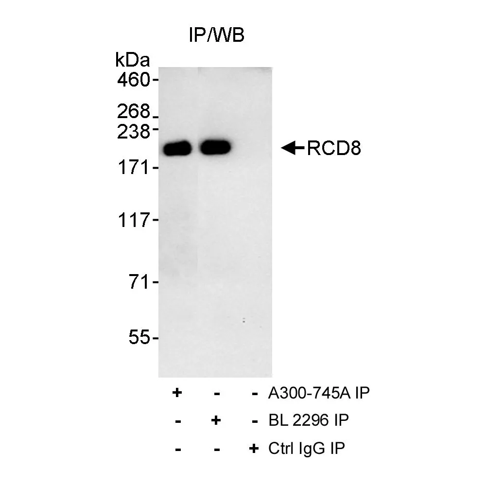 Rabbit anti-RCD8 Antibody, Affinity Purified