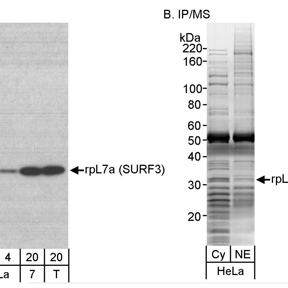 Rabbit anti-rpL7a/SURF3 Antibody, Affinity Purified
