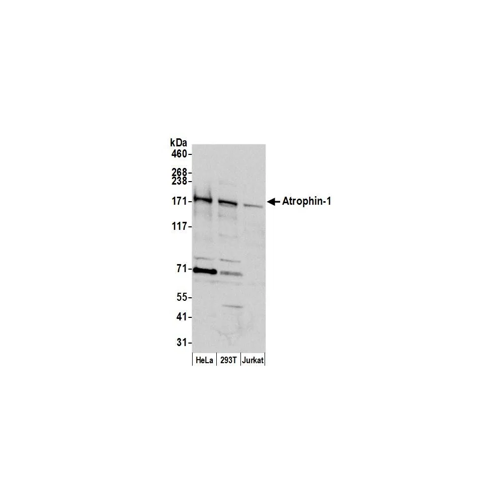 Rabbit anti-Atrophin 1 Antibody, Affinity Purified