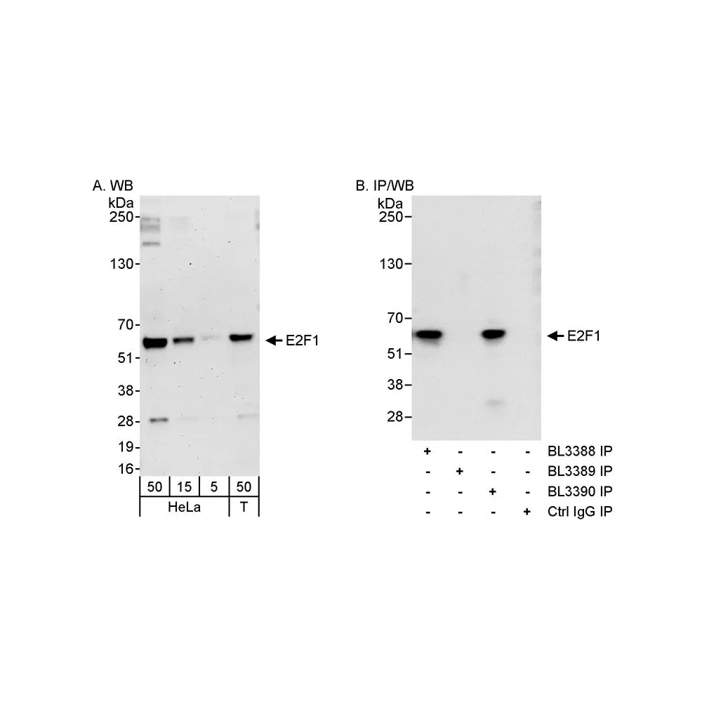 Rabbit anti-E2F1 Antibody, Affinity Purified