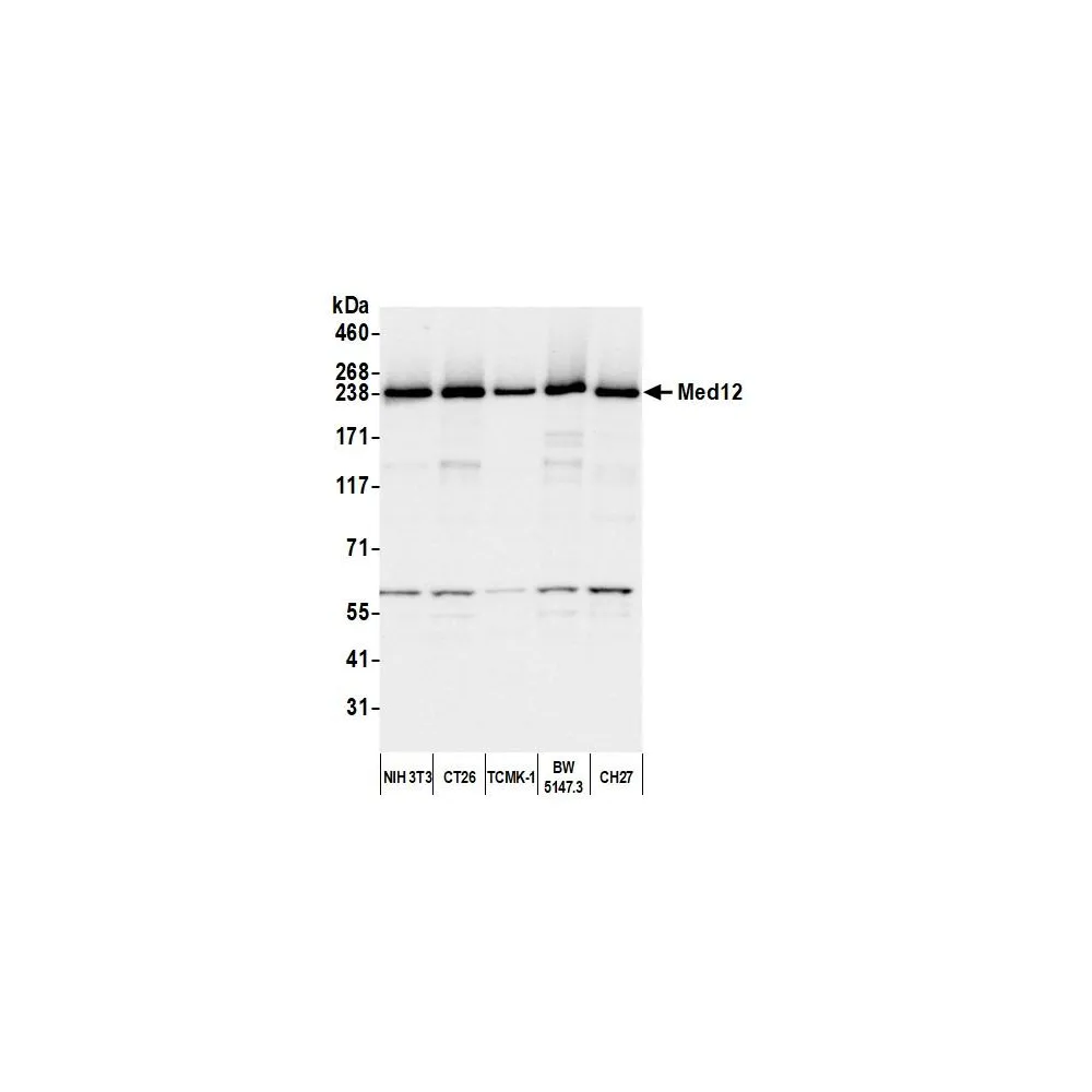 Rabbit anti-MED12 Antibody, Affinity Purified