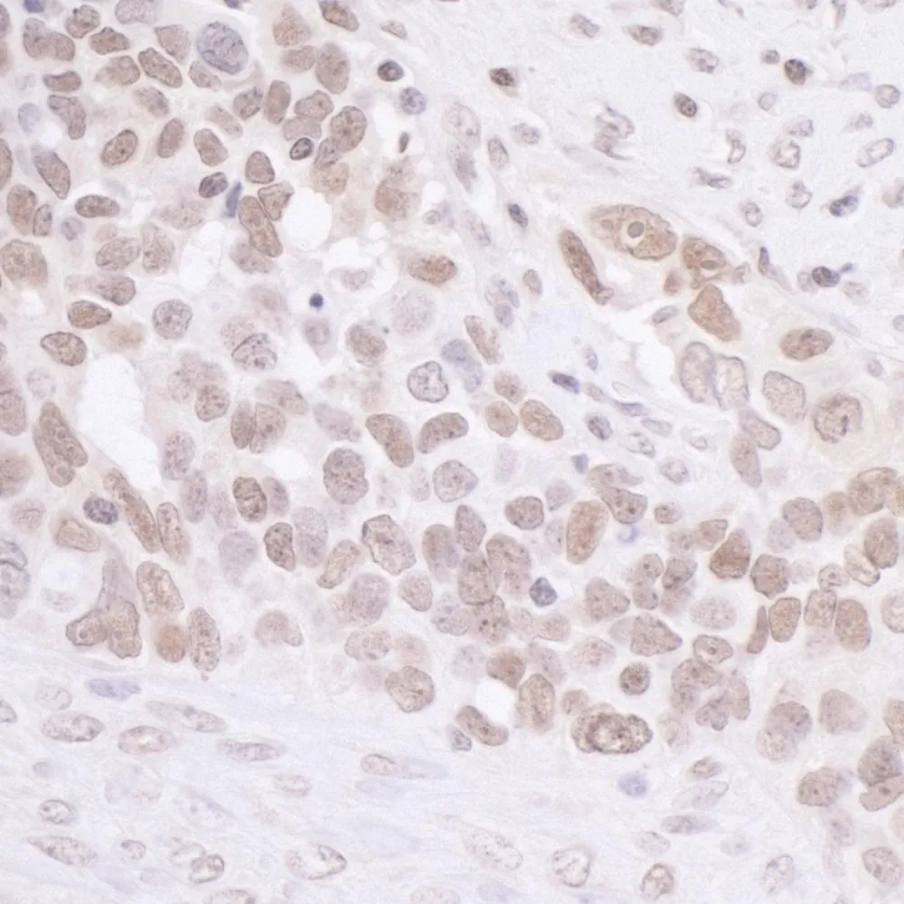 Rabbit anti-MIS12 Antibody, Affinity Purified