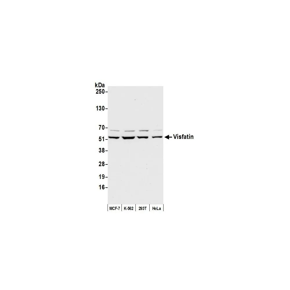 Rabbit anti-Visfatin Antibody, Affinity Purified
