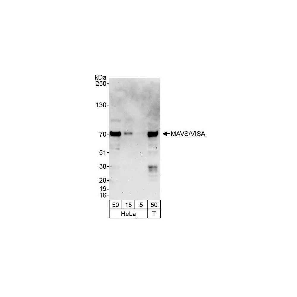 Rabbit anti-MAVS/VISA Antibody, Affinity Purified