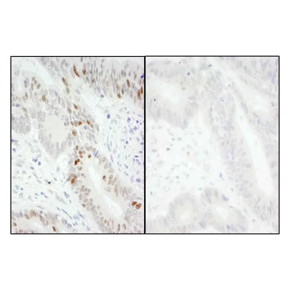 Rabbit anti-Phospho MCM2 (S40/S41) Antibody, Affinity Purified