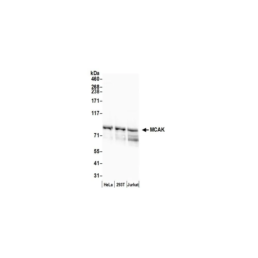 Rabbit anti-MCAK Antibody, Affinity Purified