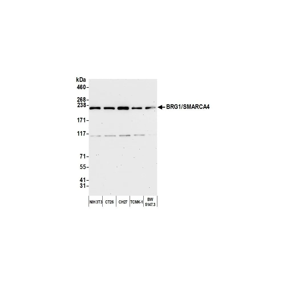 Rabbit anti-BRG1/SMARCA4 Antibody, Affinity Purified